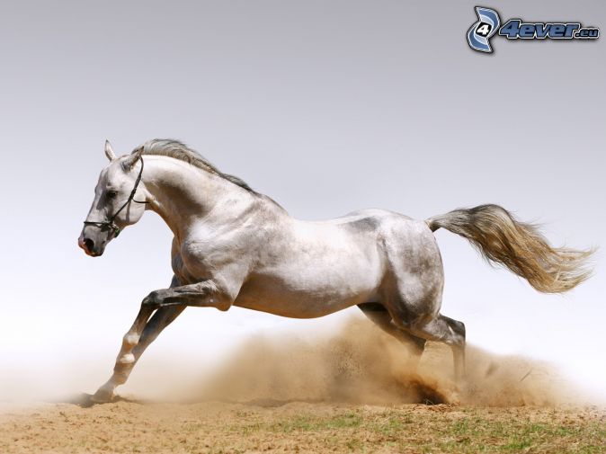 bežiaci kôň, biely kôň, piesok